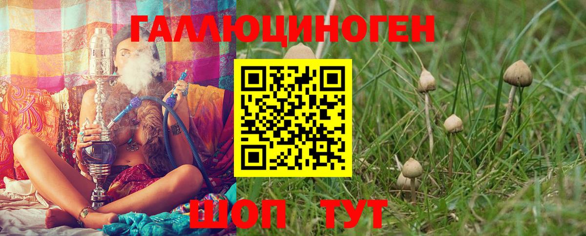 Псилоцибиновые грибы Psilocybine cubensis Бердск